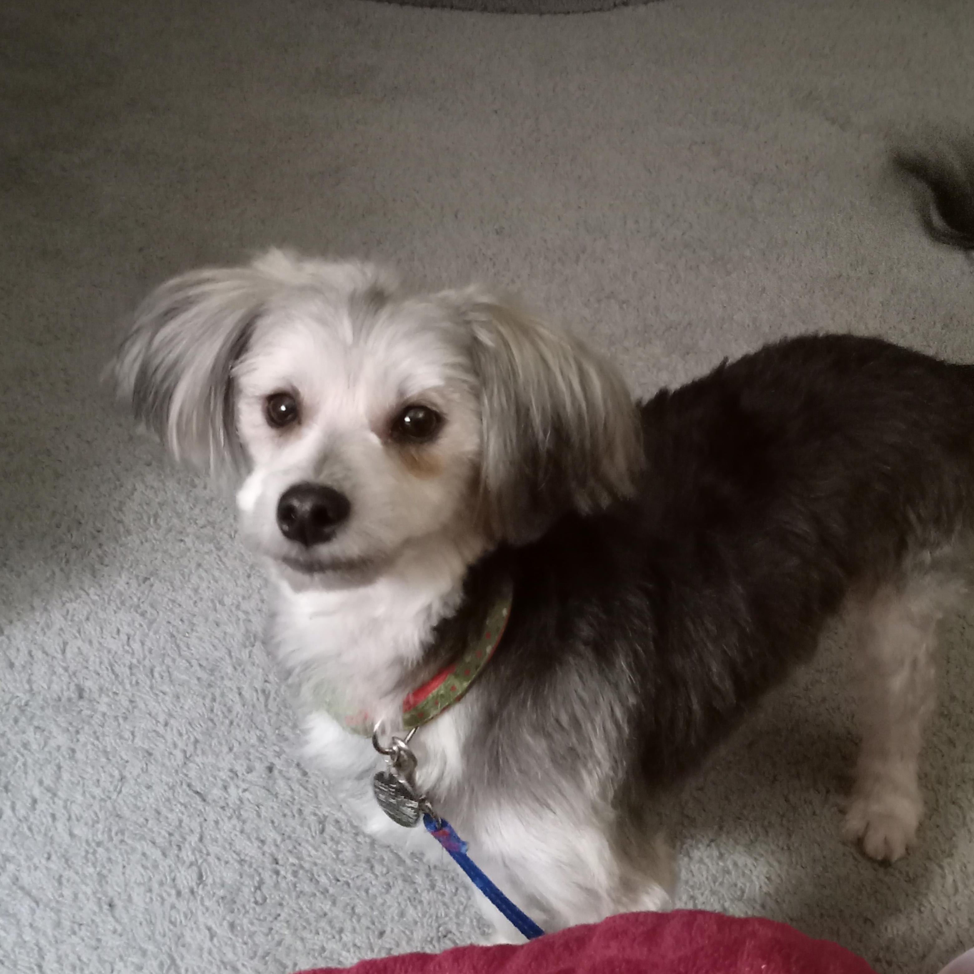 Enlarge Fred , an adoptable mixed breed in White Bear Lake, MN image 4/6