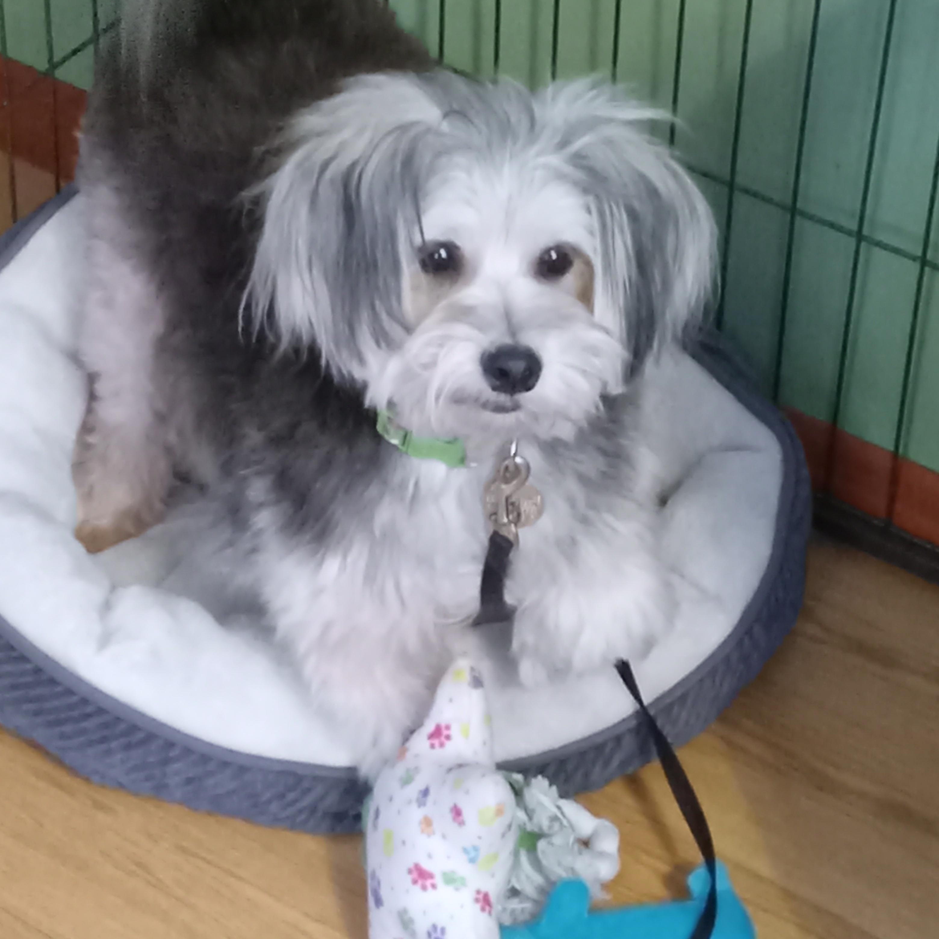 Enlarge Fred , an adoptable mixed breed in White Bear Lake, MN image 2/6