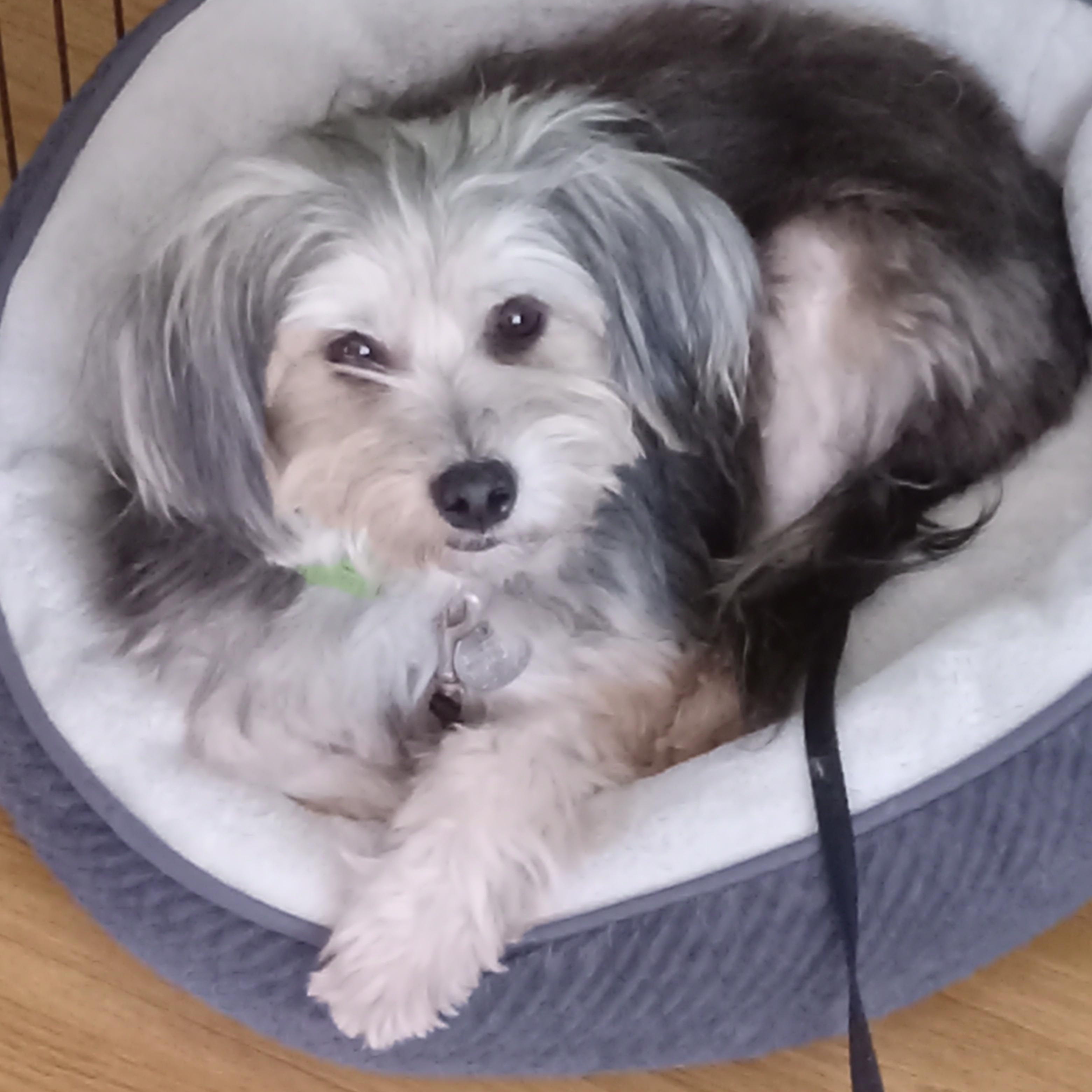 Enlarge Fred , an adoptable mixed breed in White Bear Lake, MN image 3/6