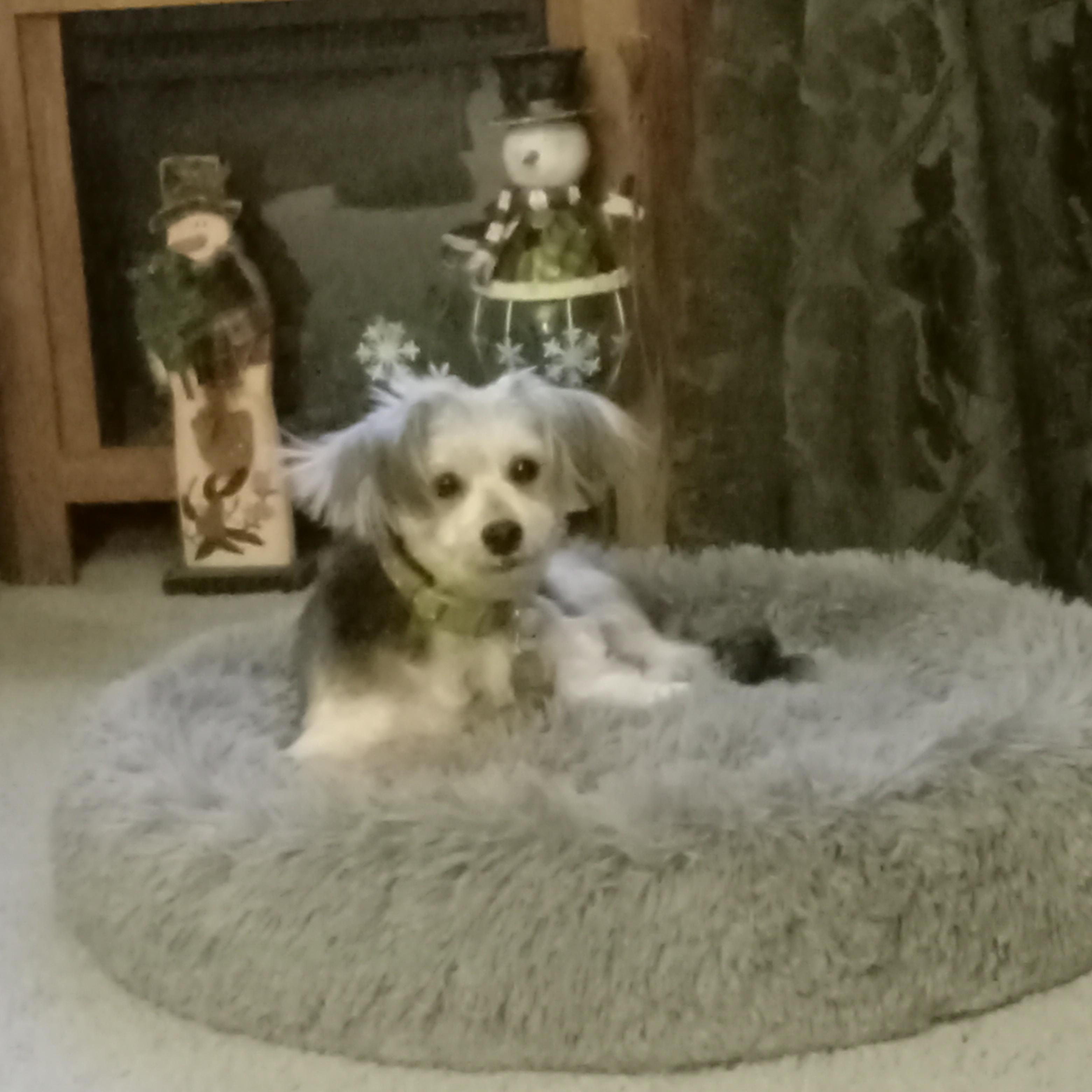 Enlarge Fred , an adoptable mixed breed in White Bear Lake, MN image 5/6