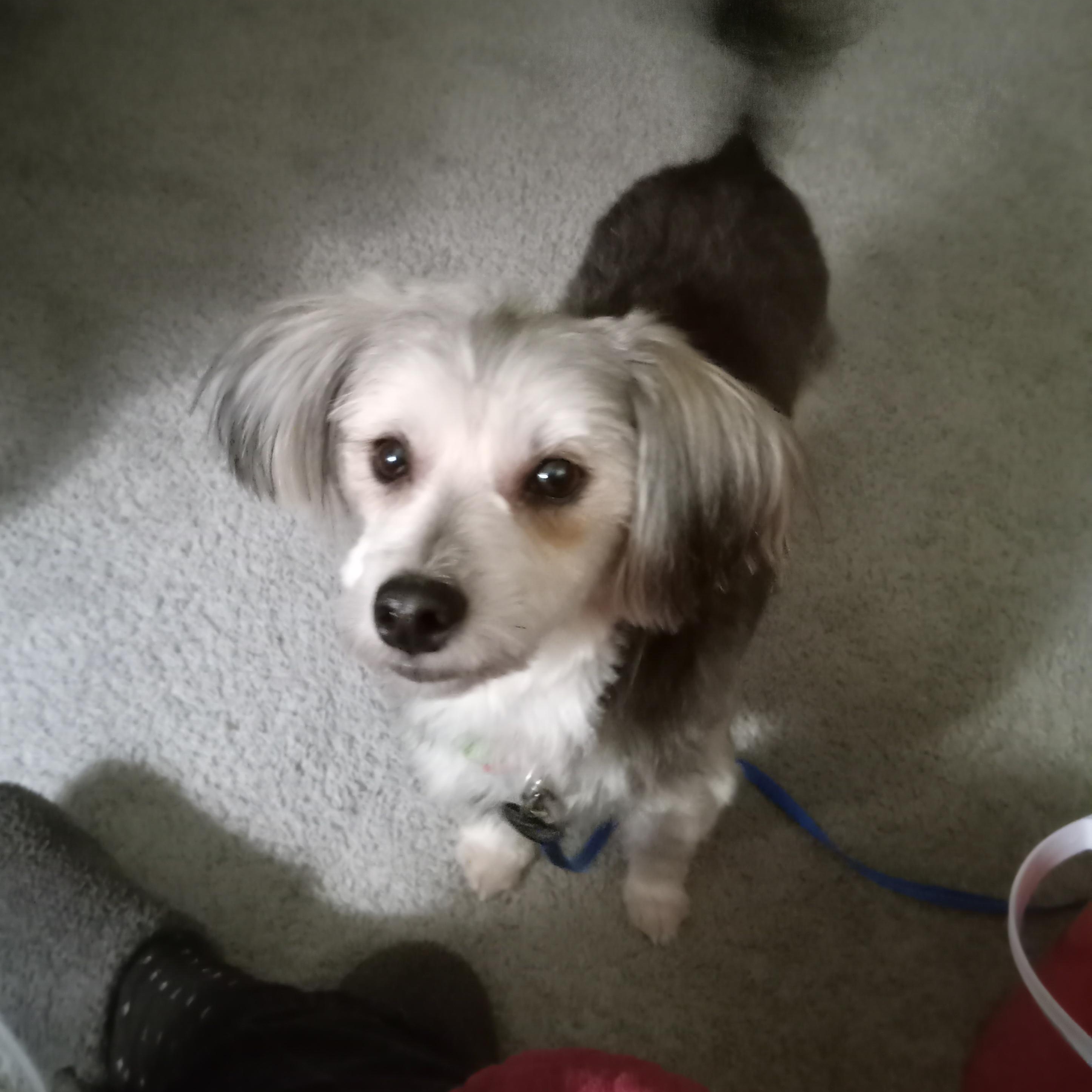 Enlarge Fred , an adoptable mixed breed in White Bear Lake, MN image 6/6