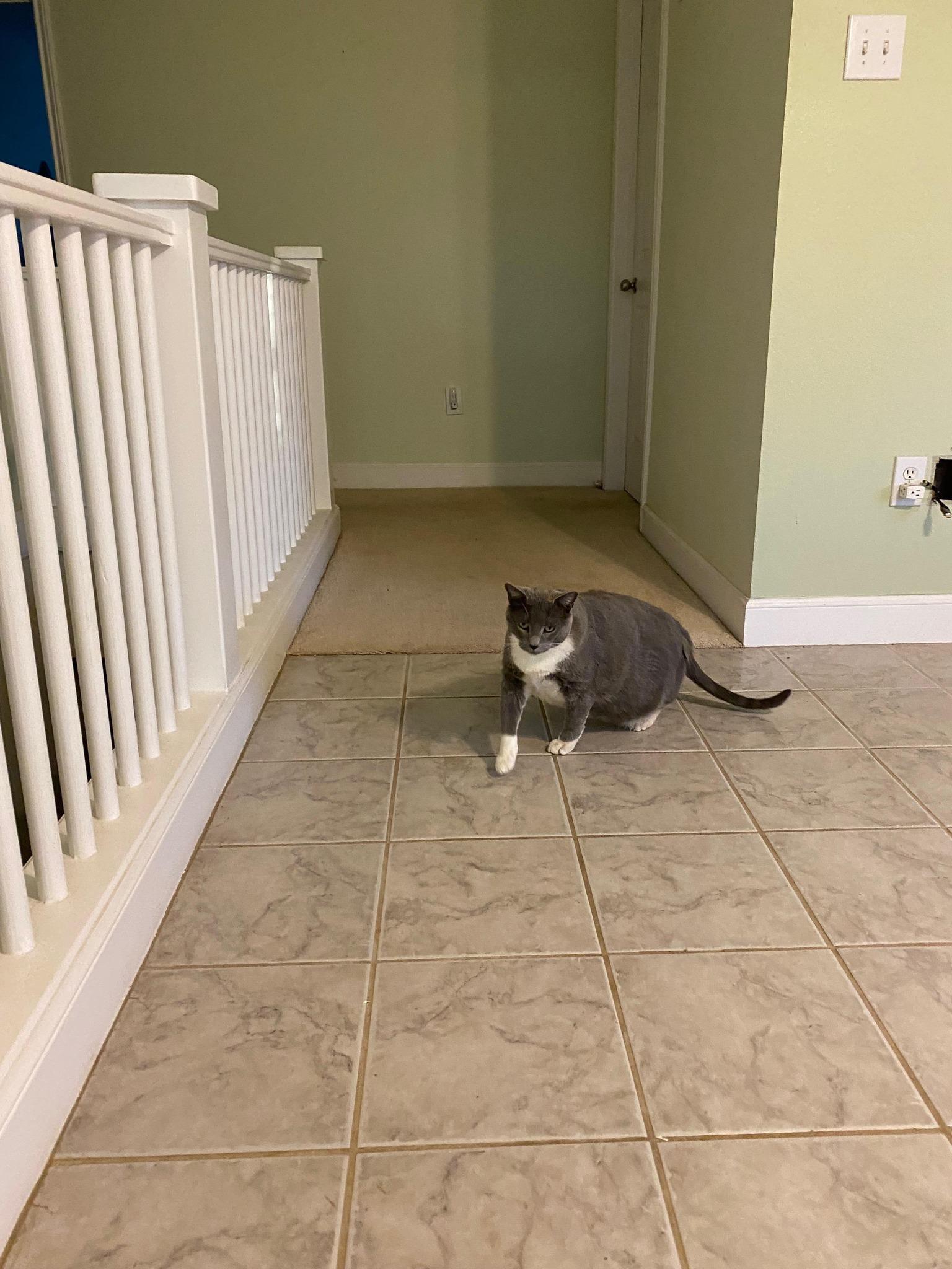 Enlarge Bootsy, a Adoptable American Shorthair in Lubbock, TX image 2/3