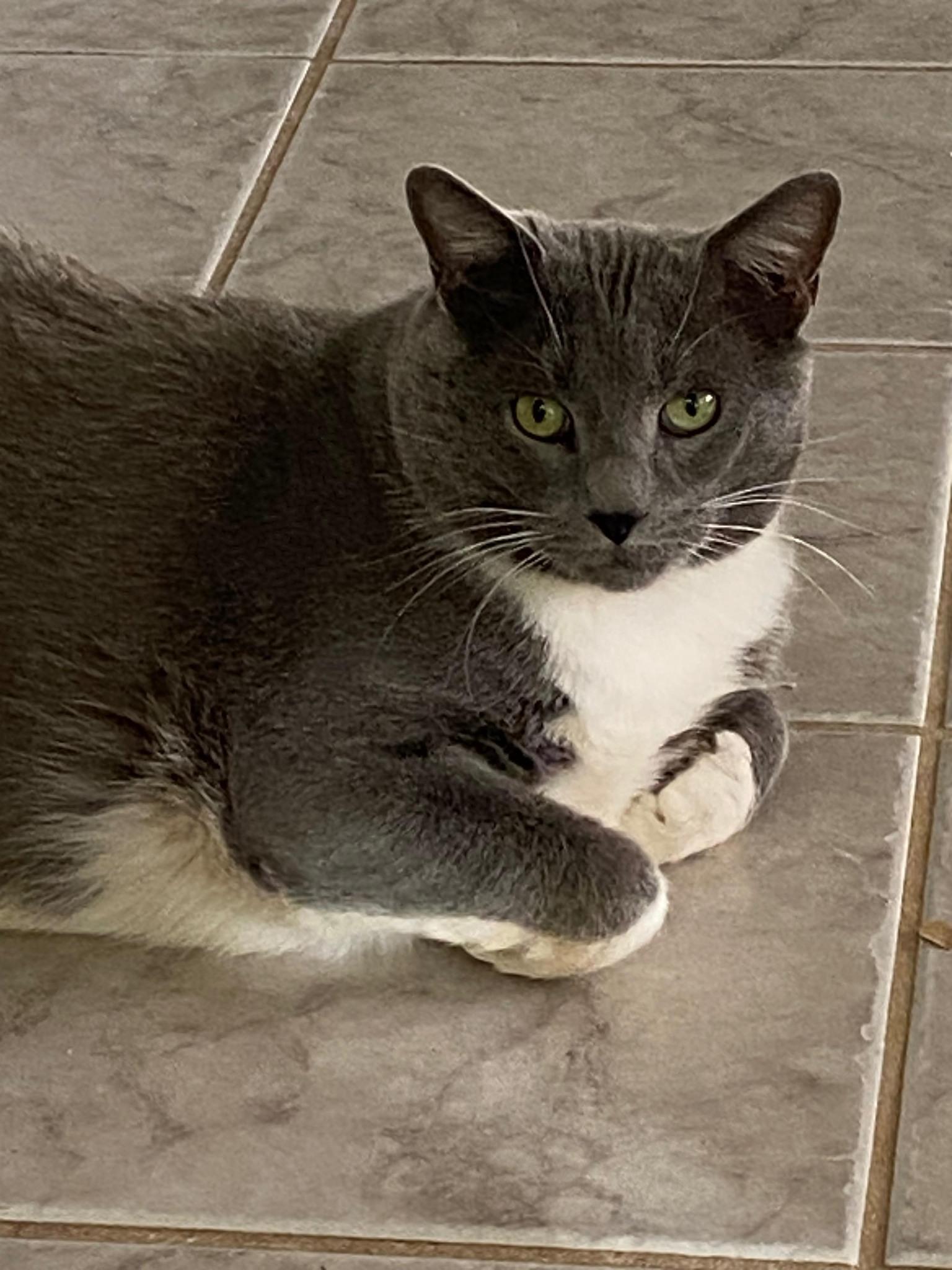 Bootsy, Adoptable, Adult Male American Shorthair.