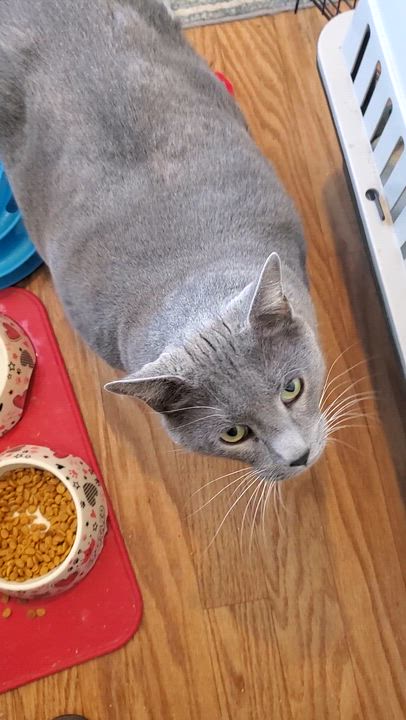Enlarge Bootsy, a Adoptable American Shorthair in Lubbock, TX video 3/3