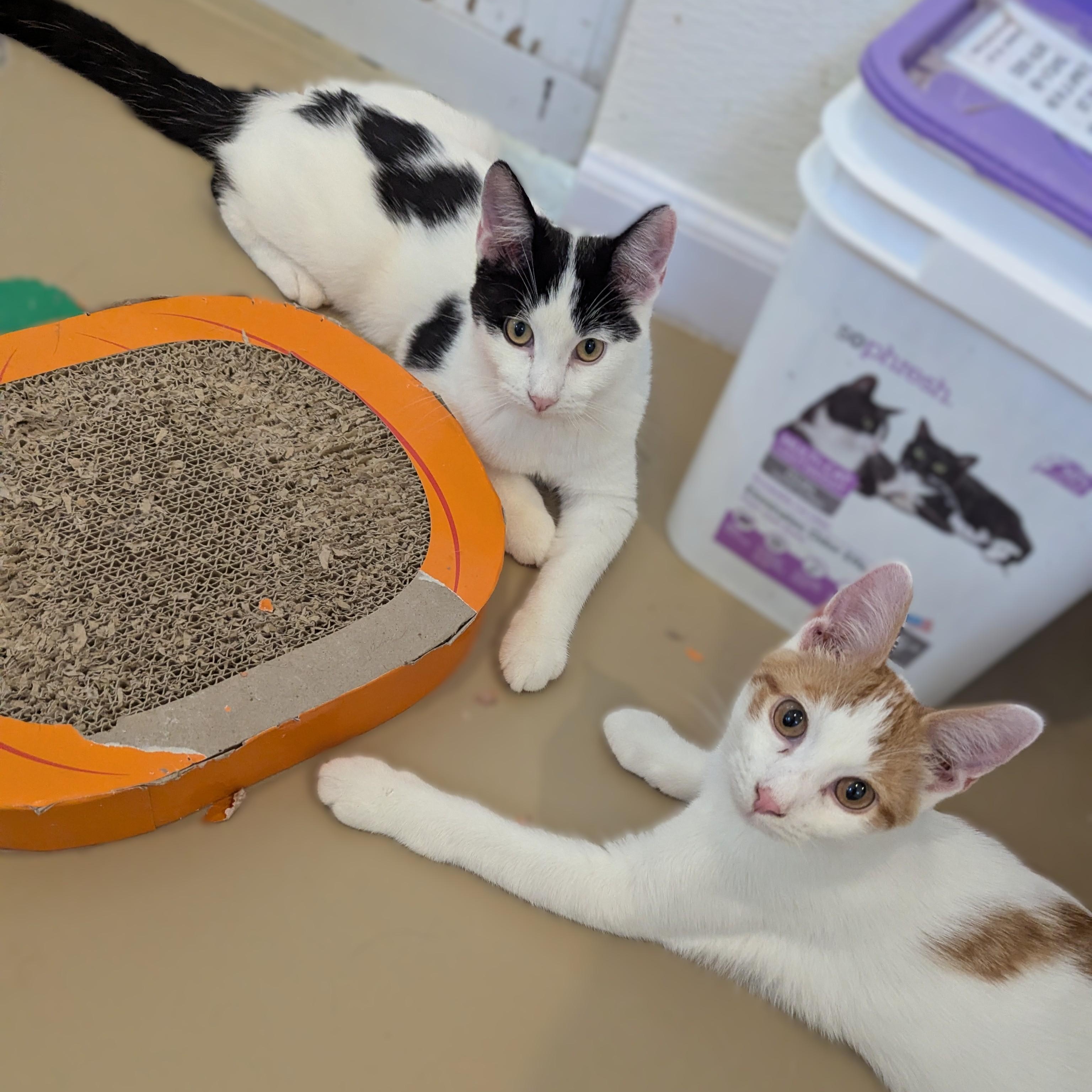 Enlarge MUSCARI, a Adoptable Domestic Short Hair in La Crescent, MN image 3/5