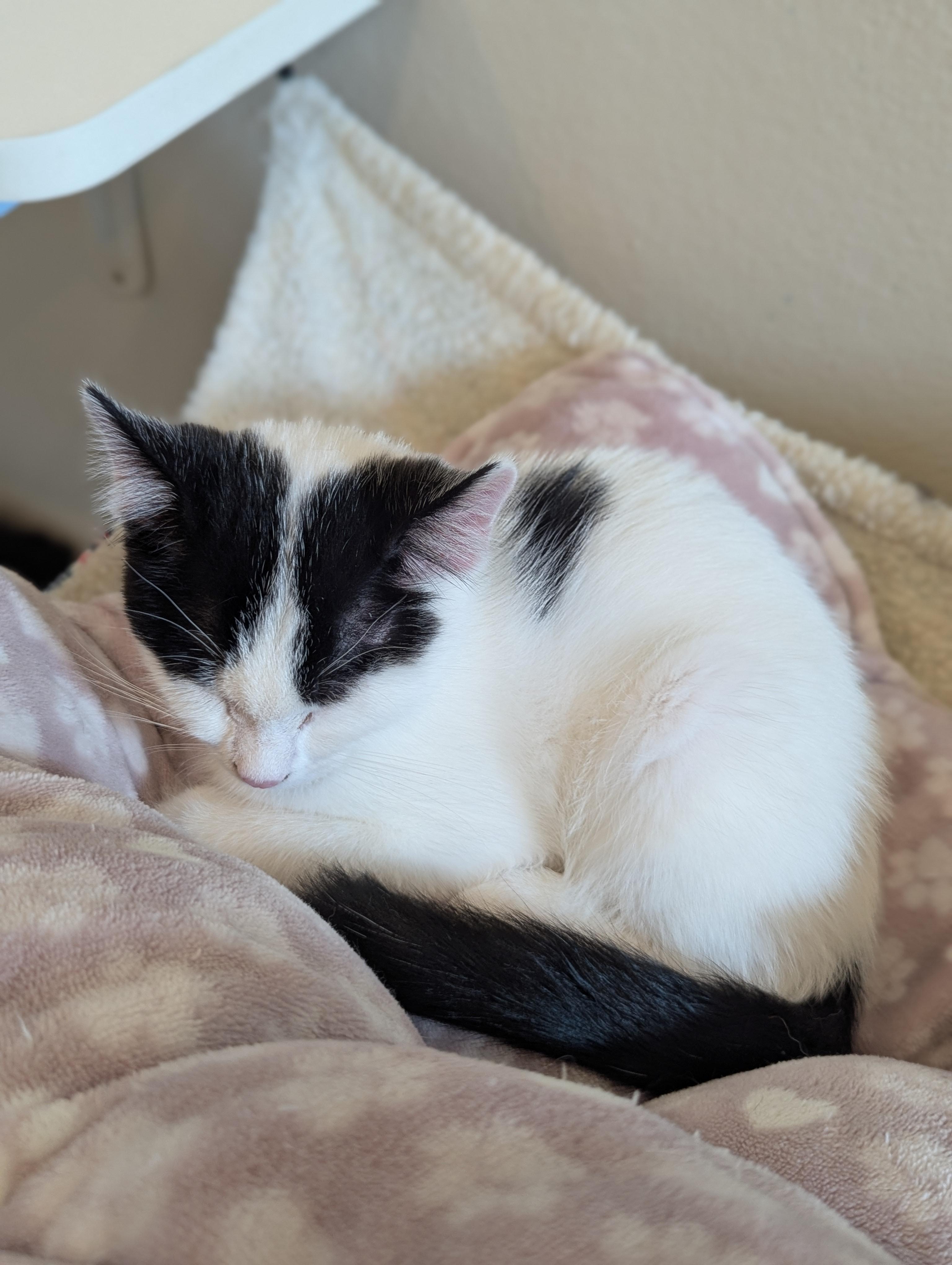 Enlarge MUSCARI, a Adoptable Domestic Short Hair in La Crescent, MN image 5/5