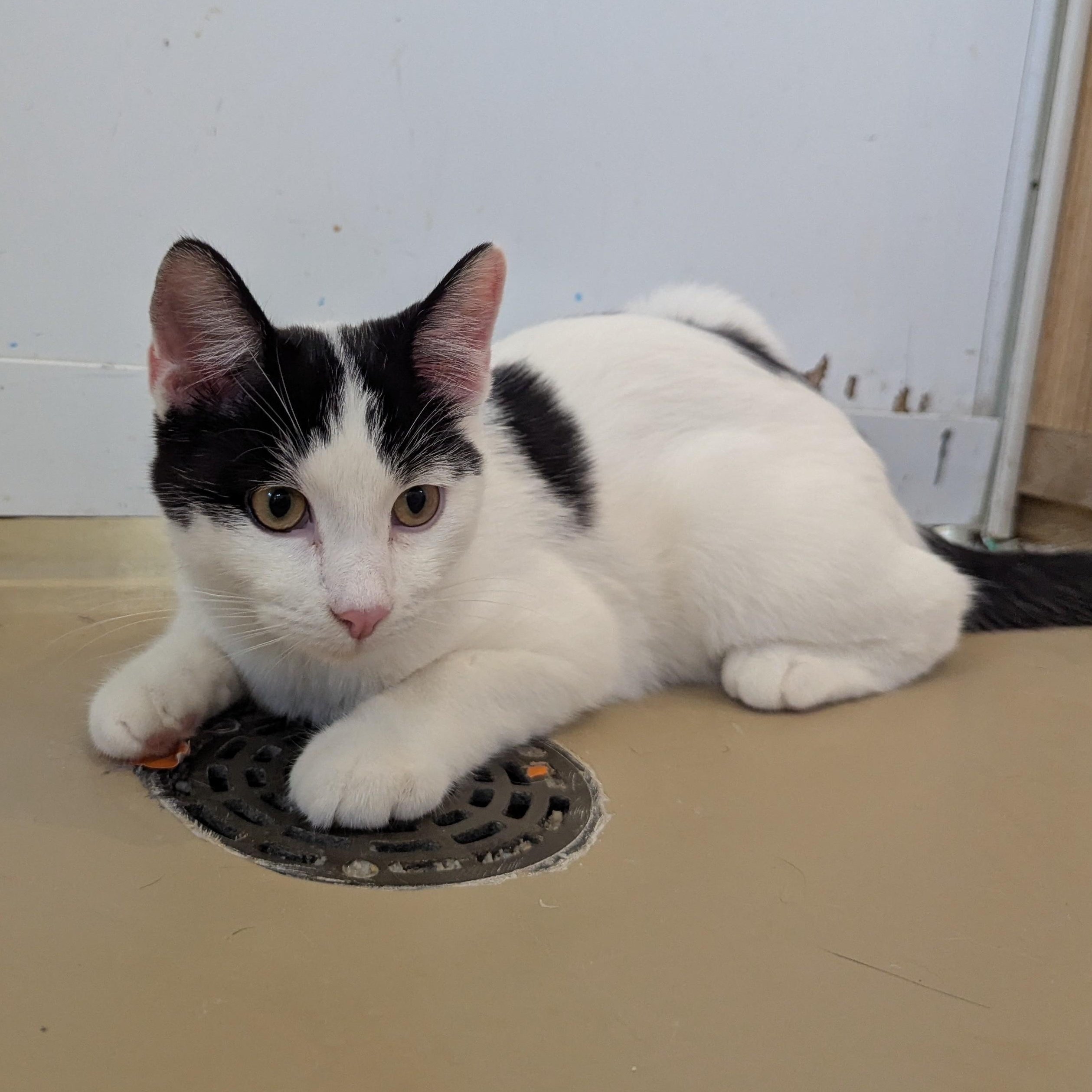 Enlarge MUSCARI, a Adoptable Domestic Short Hair in La Crescent, MN image 1/5