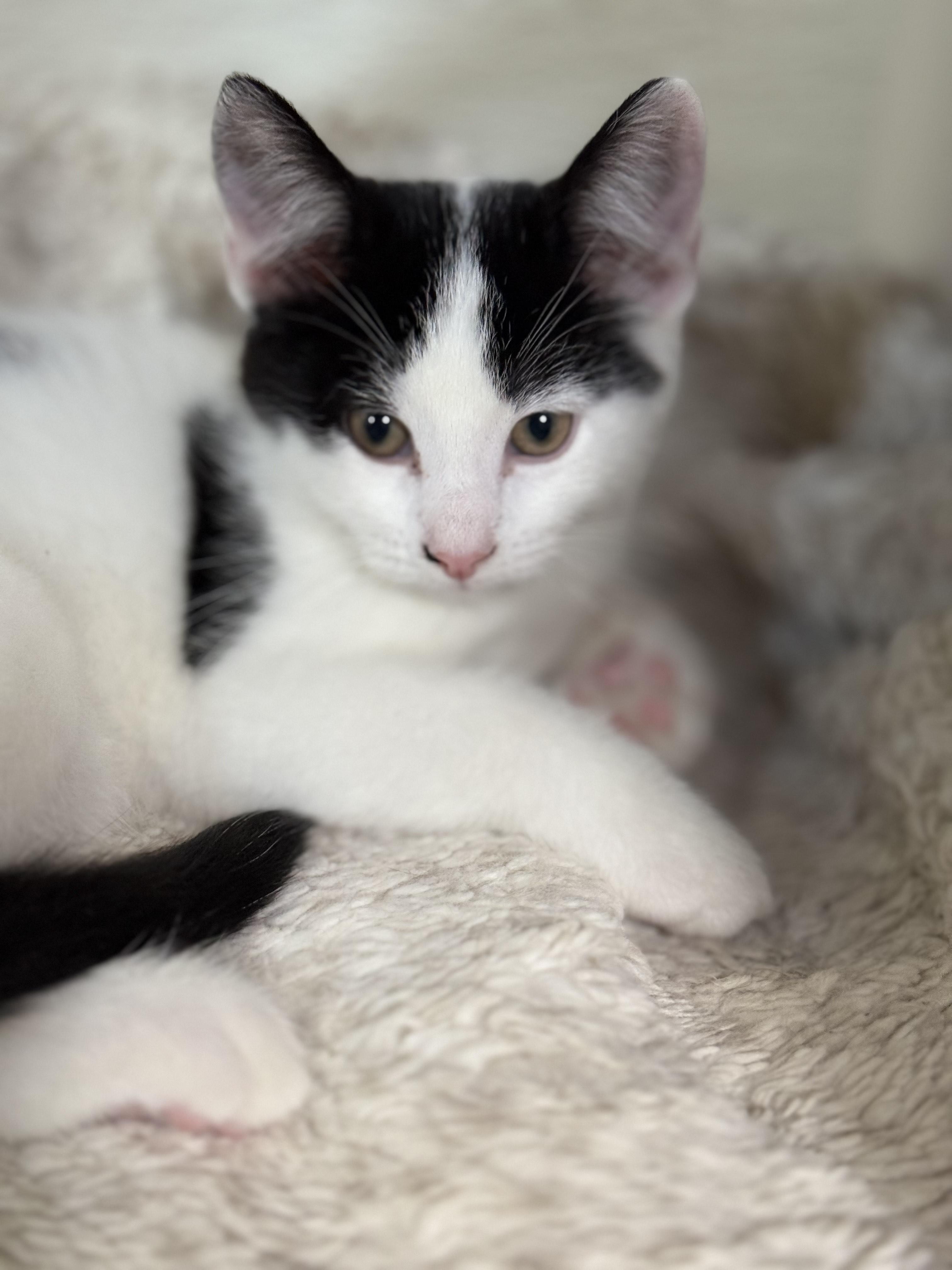 Enlarge MUSCARI, a Adoptable Domestic Short Hair in La Crescent, MN image 4/5