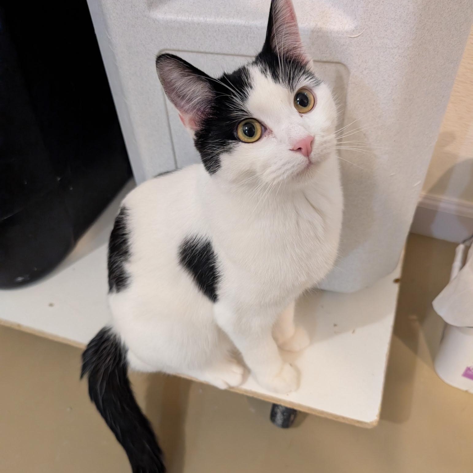 Enlarge MUSCARI, a Adoptable Domestic Short Hair in La Crescent, MN image 1/6