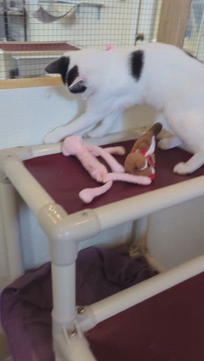 Enlarge MUSCARI, a Adoptable Domestic Short Hair in La Crescent, MN video 2/5