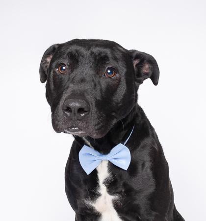 Enlarge Thawne, a Adoptable mixed breed in North Miami Beach, FL image 1/3