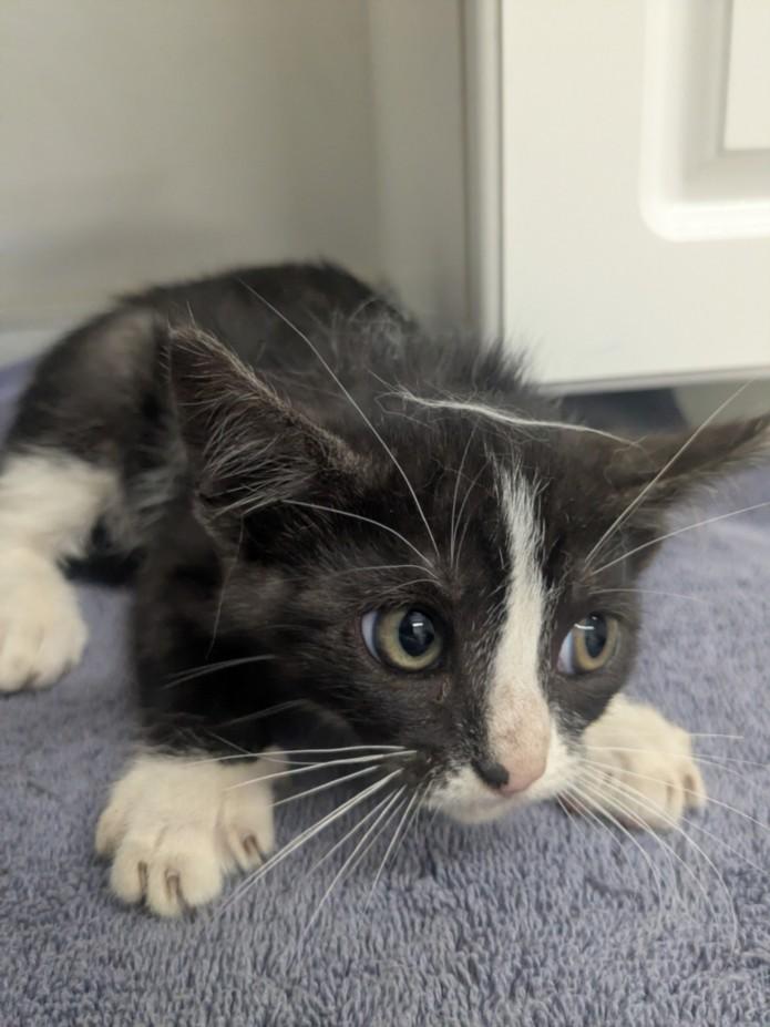 Enlarge DEZI, a Adoptable Domestic Short Hair in Hayward, CA image 1/1