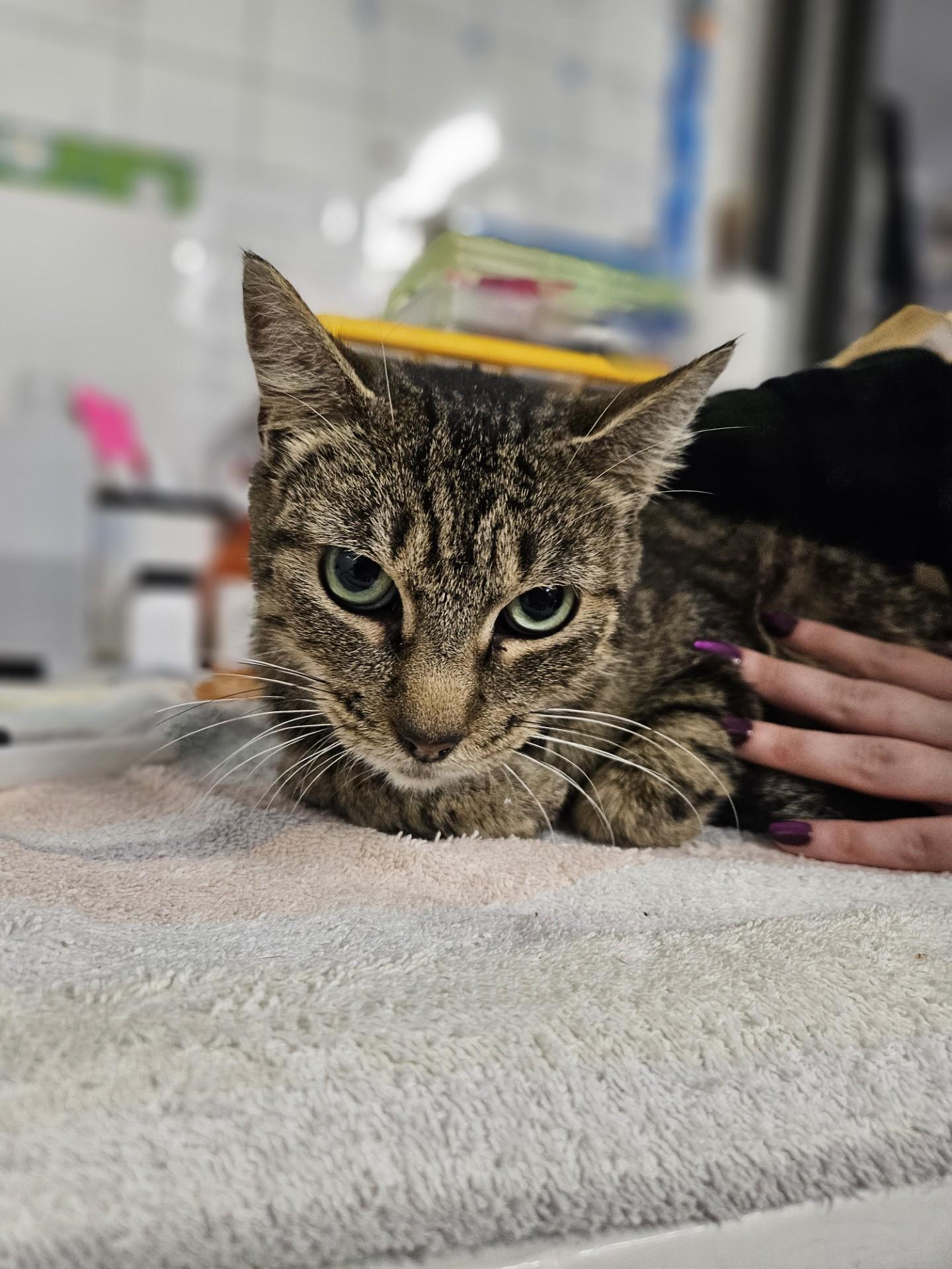 Bronx, Adoptable, Adult Female Domestic Short Hair.