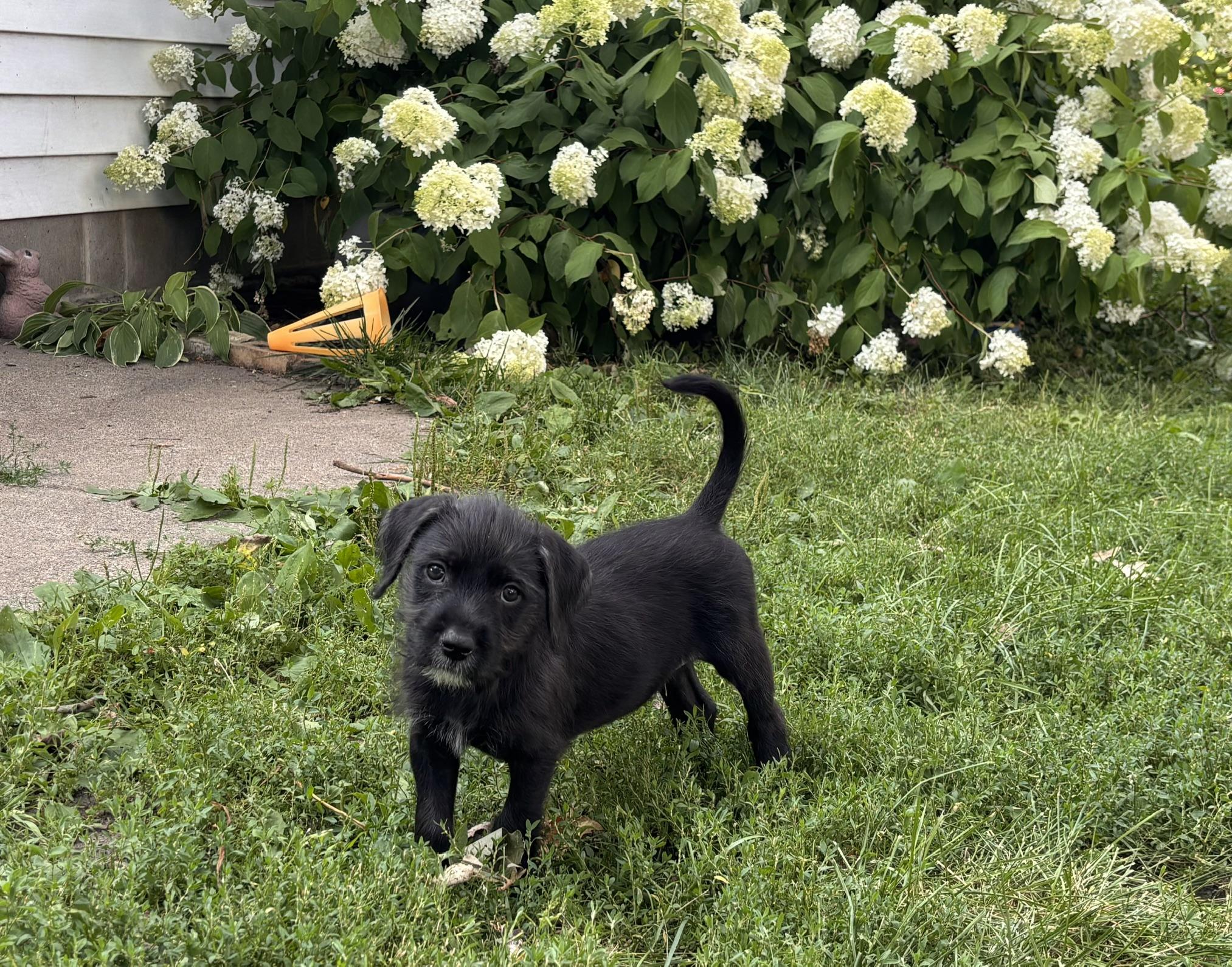 Enlarge Trey, a Adoptable mixed breed in Minneapolis, MN image 5/6