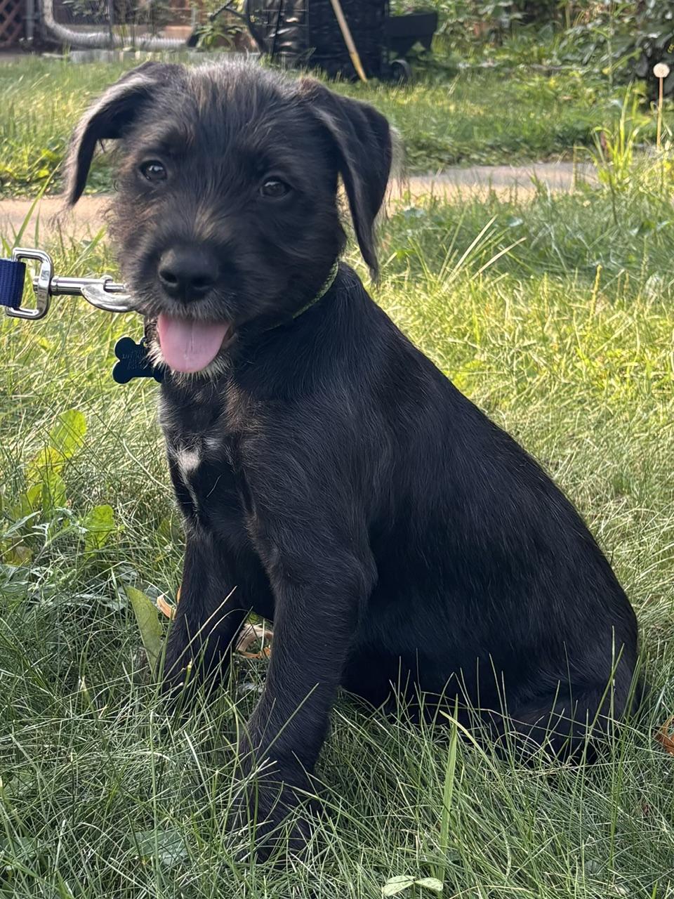 Enlarge Trey, a Adoptable mixed breed in Minneapolis, MN image 1/6