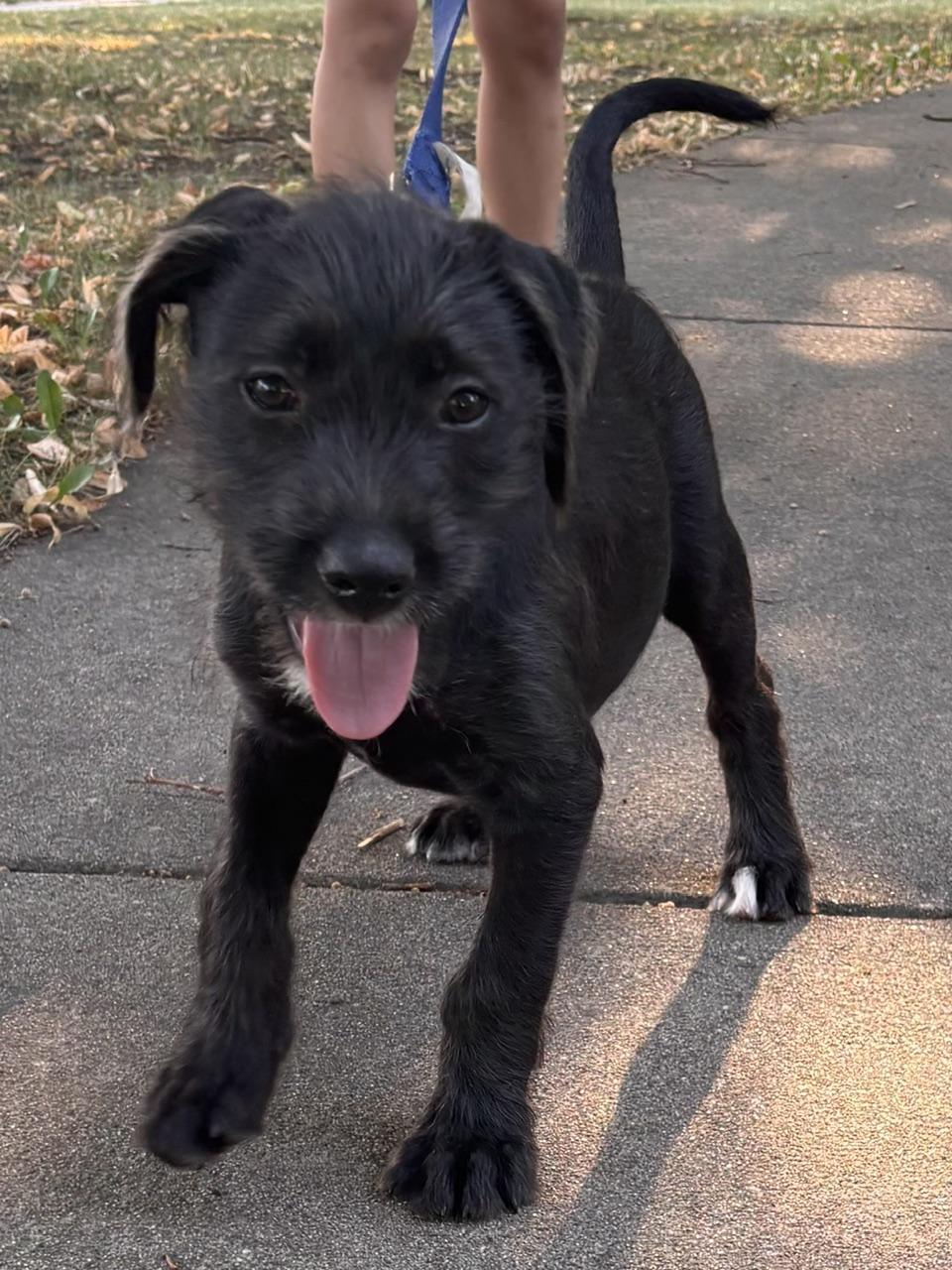 Enlarge Trey, a Adoptable mixed breed in Minneapolis, MN image 2/6