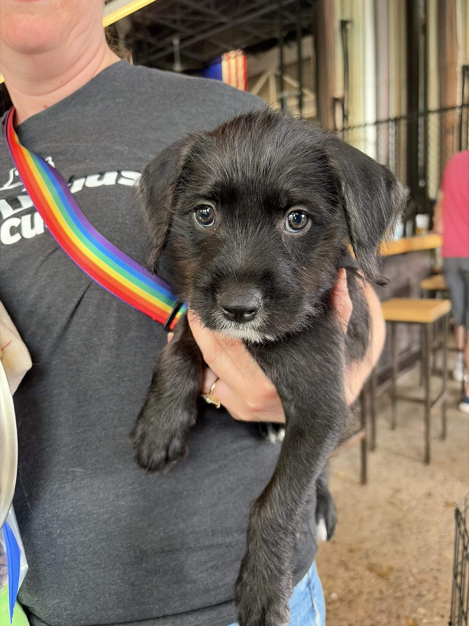Enlarge Trey, a Adoptable mixed breed in Minneapolis, MN image 4/6
