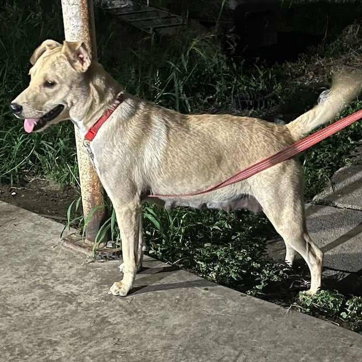 Dog for adoption Nala, a Terrier in Austin, TX Petfinder