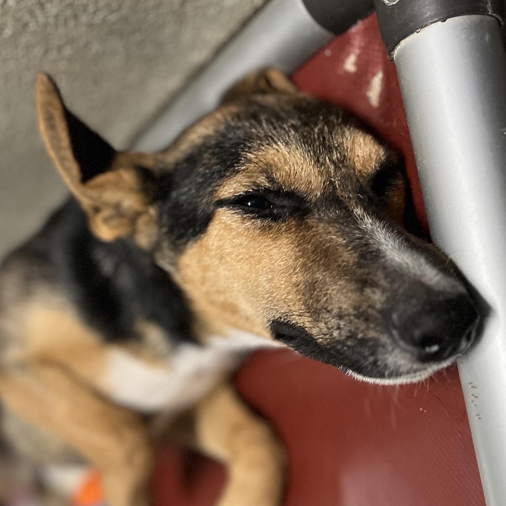 Morticia, Adoptable, Young Female Mixed Breed.