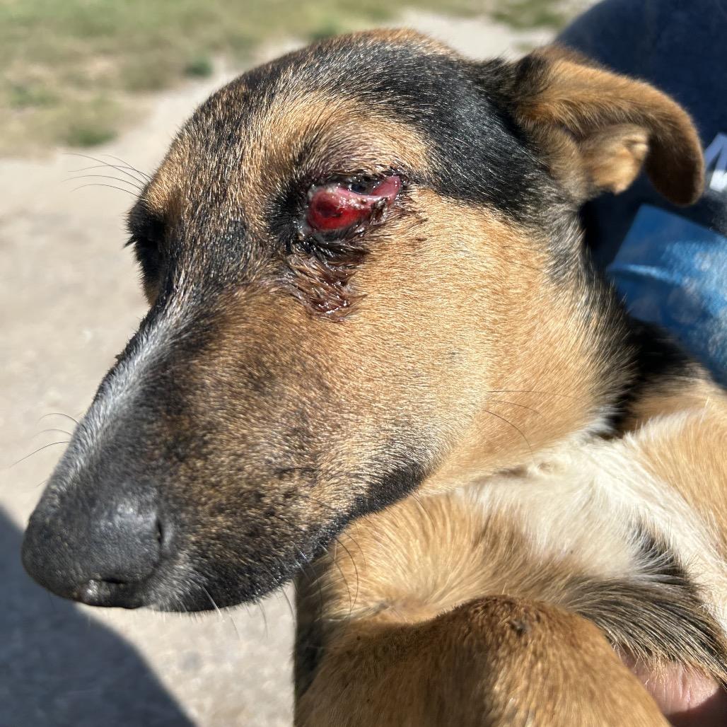 Enlarge Morticia, a Adoptable Mixed Breed in Pauls Valley, OK image 2/2