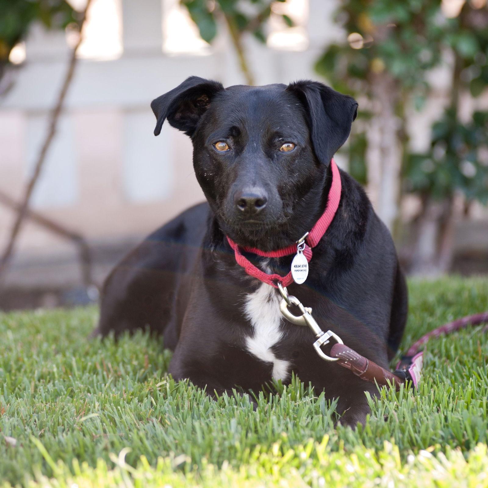 Rodrick, Adopted, Adult Male Carolina Dog & Labrador Retriever.