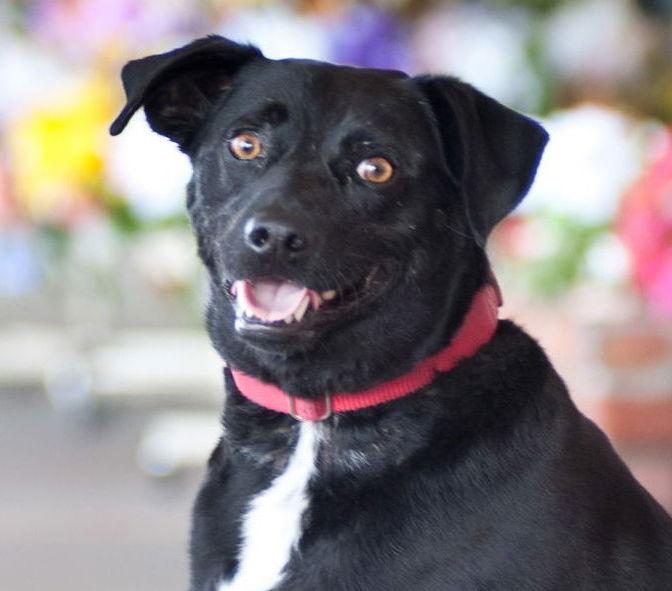 Rodrick, a Adopted mixed breed in San Jose, CA image 2/3