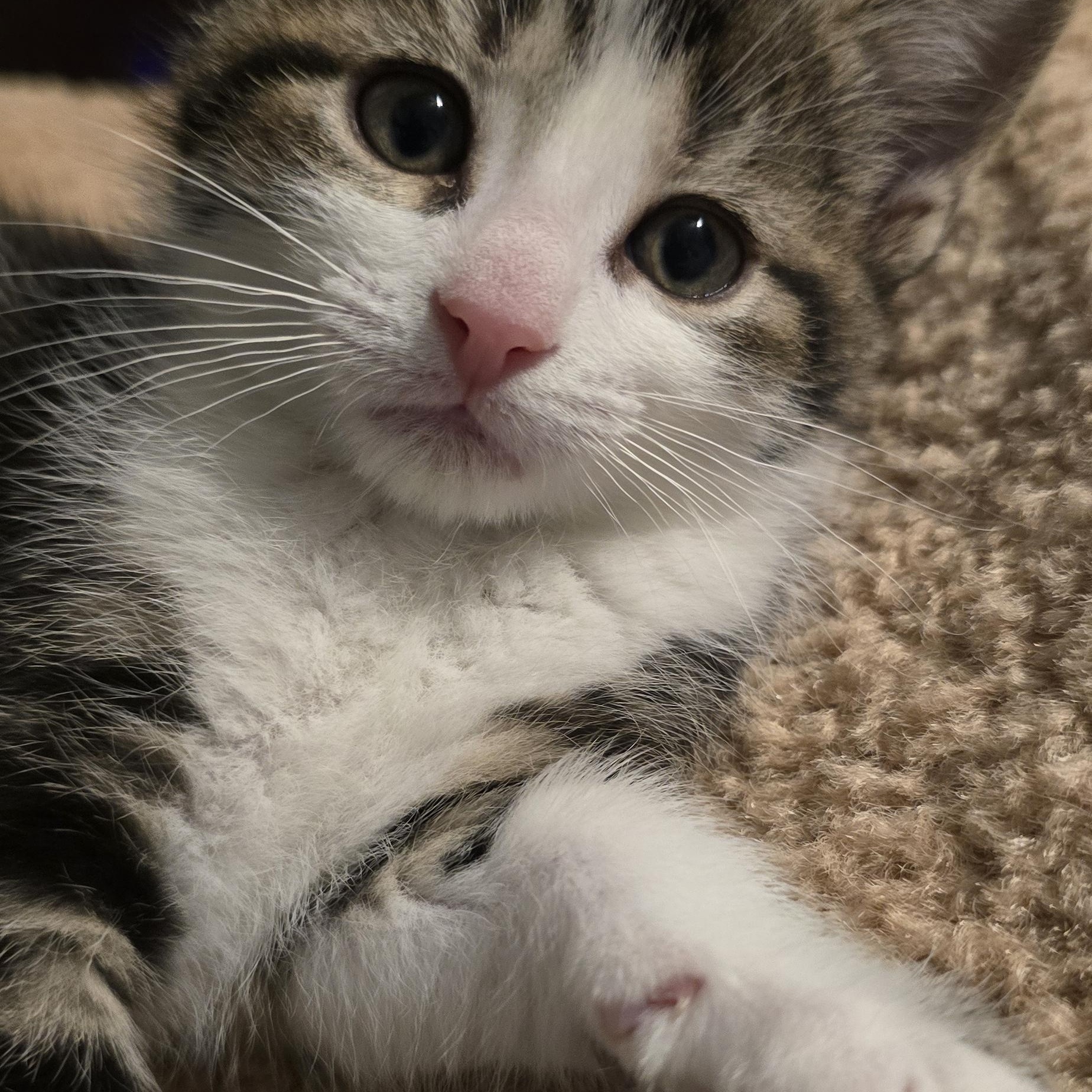 Dalton, an adopted Domestic Short Hair in Wadsworth, OH image 2/3