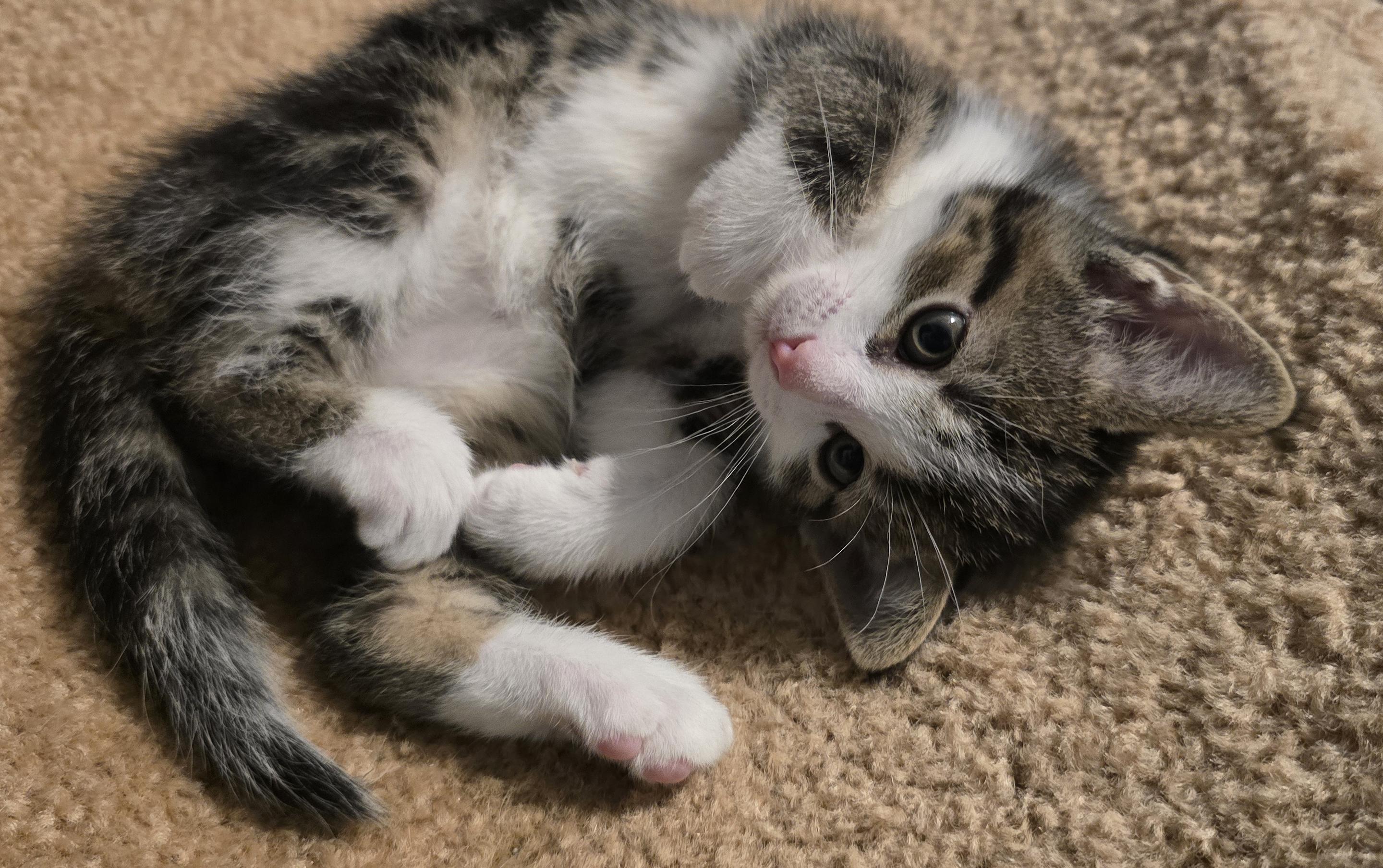 Dalton, an adopted Domestic Short Hair in Wadsworth, OH image 1/3