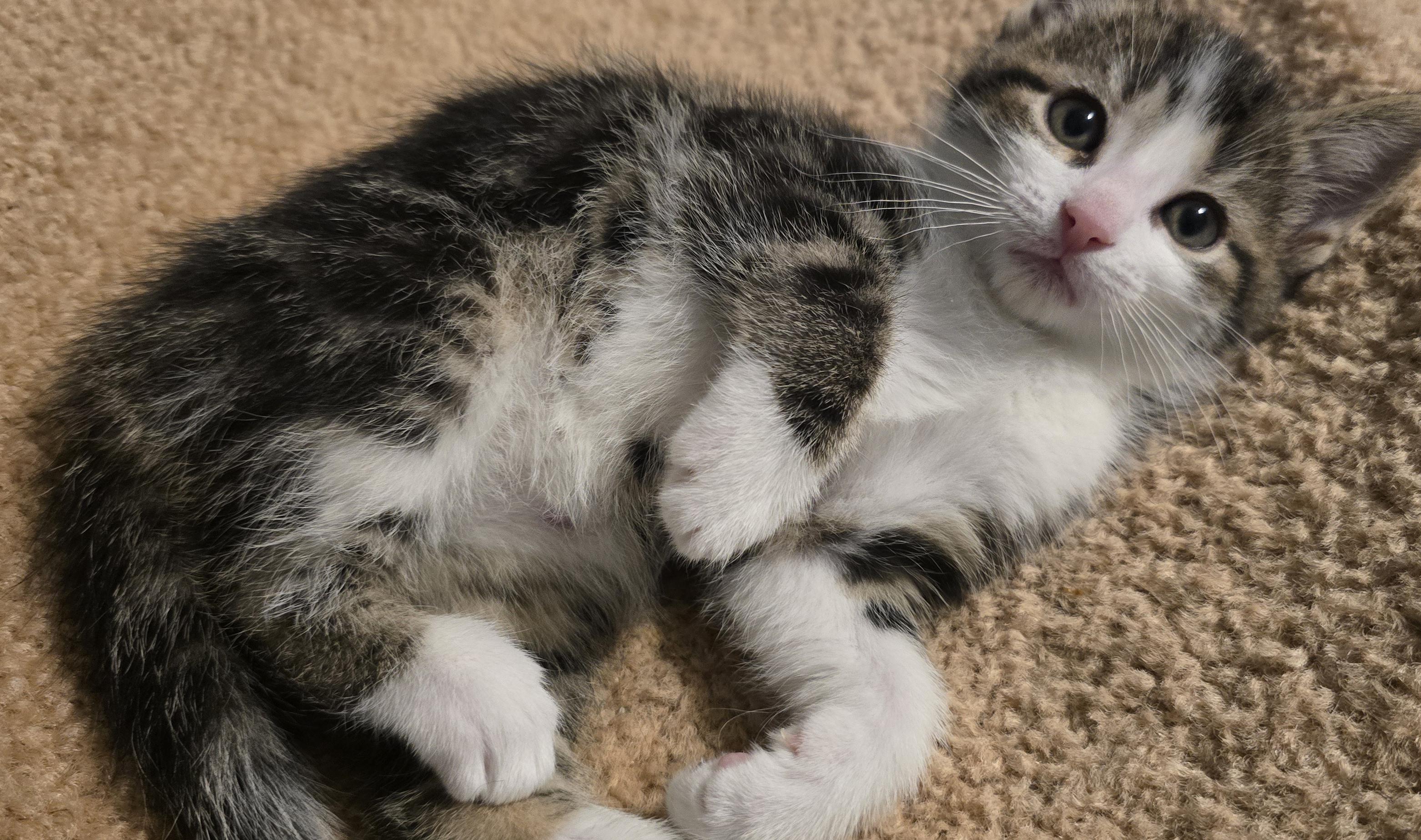 Dalton, an adopted Domestic Short Hair in Wadsworth, OH image 3/3