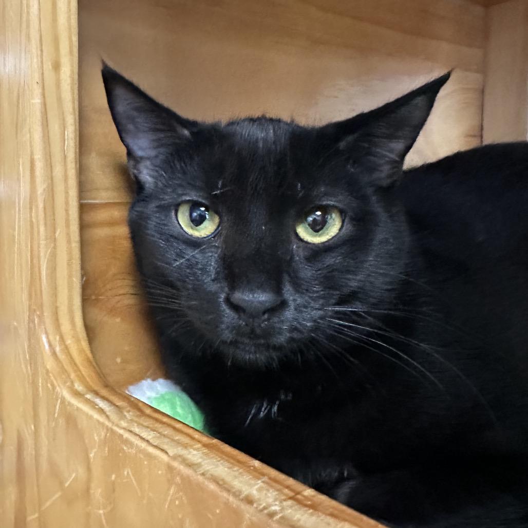 Enlarge Treat, a Adoptable Domestic Short Hair in Hampton Bays, NY image 1/4