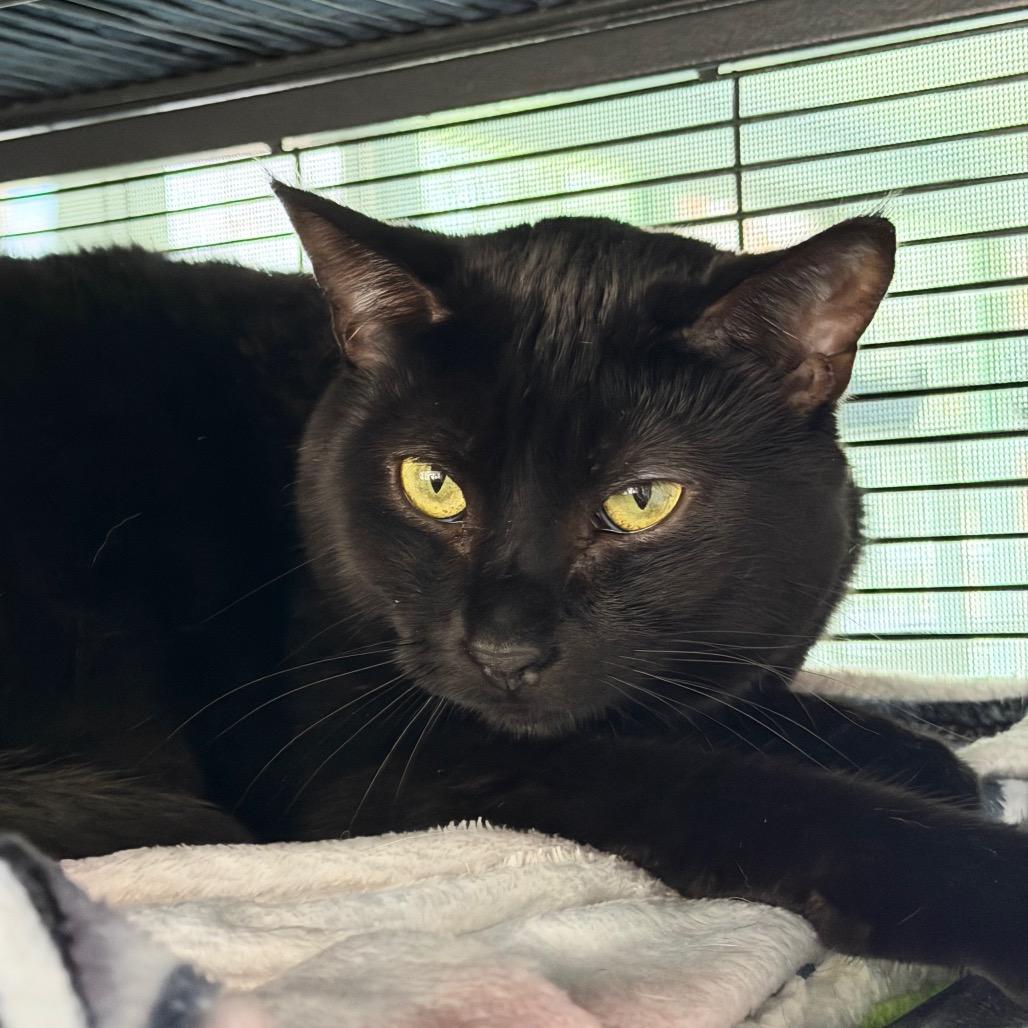Enlarge Treat, a Adoptable Domestic Short Hair in Hampton Bays, NY image 2/6