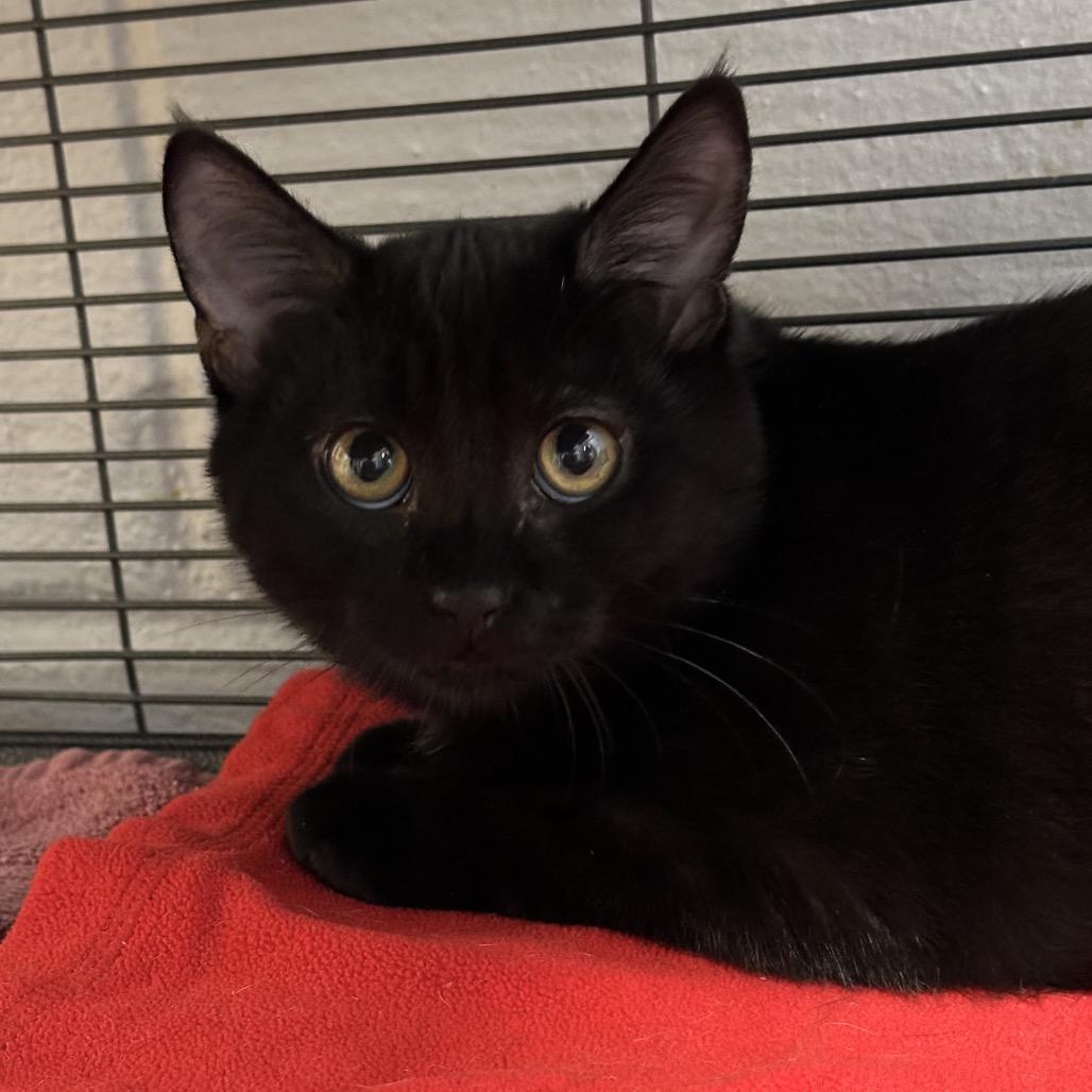 Enlarge Treat, a Adoptable Domestic Short Hair in Hampton Bays, NY image 2/4