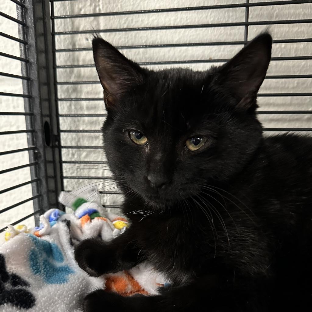 Enlarge Treat, a Adoptable Domestic Short Hair in Hampton Bays, NY image 3/4