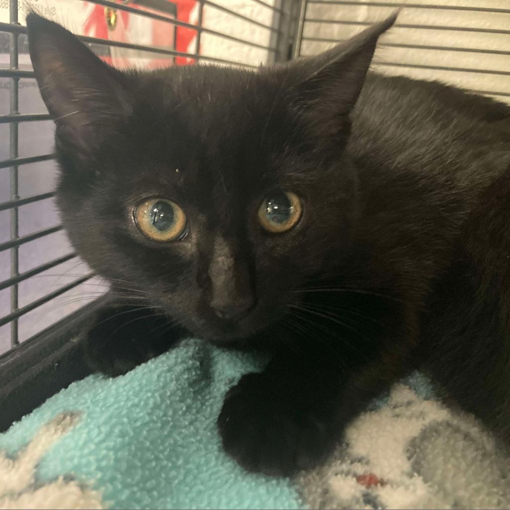 Enlarge Treat, a Adoptable Domestic Short Hair in Hampton Bays, NY image 4/4