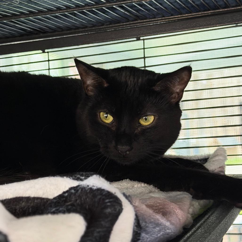 Enlarge Treat, a Adoptable Domestic Short Hair in Hampton Bays, NY image 6/6
