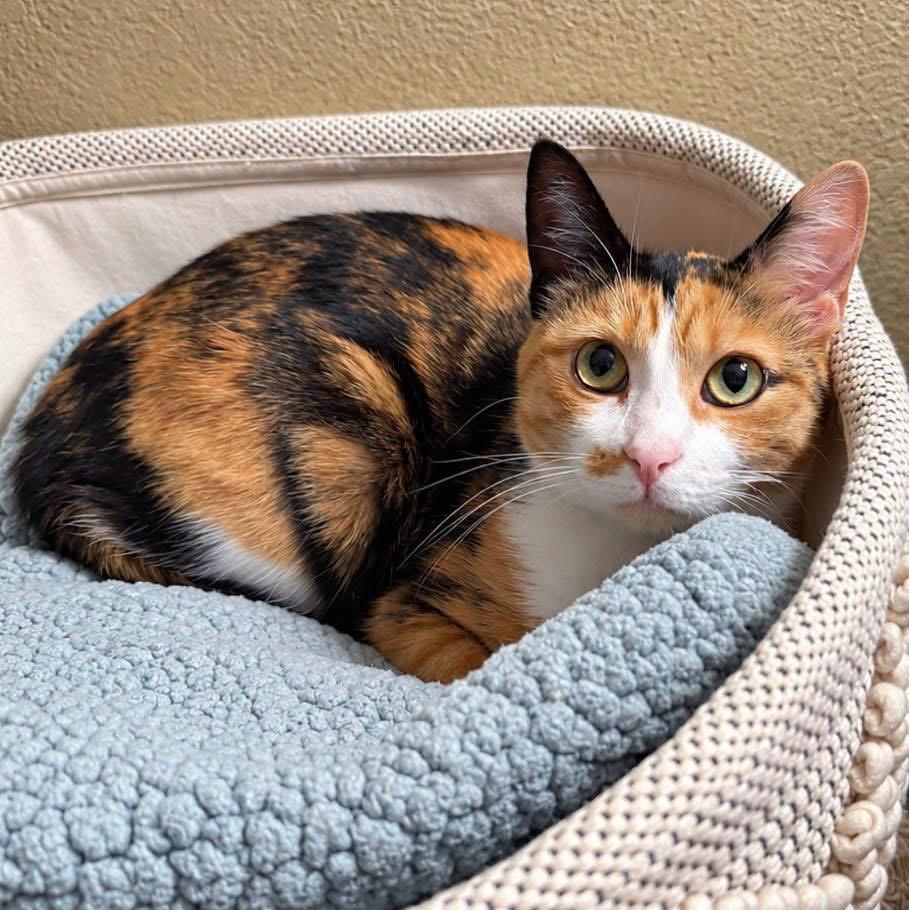 Enlarge Willow, a Adoptable mixed breed in Mankato, MN image 2/3