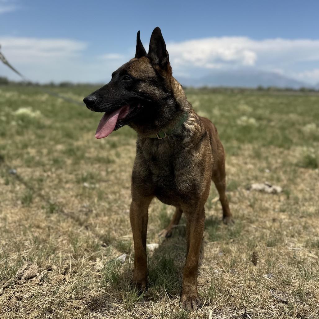 Rico, Adoptable, Senior Male Belgian Shepherd / Malinois.