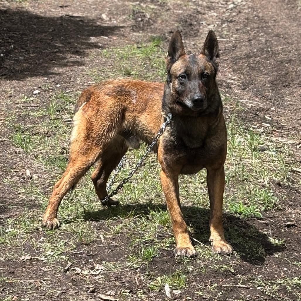 Enlarge Rico, a Adoptable Belgian Shepherd / Malinois in Spanish Fork, UT image 2/6