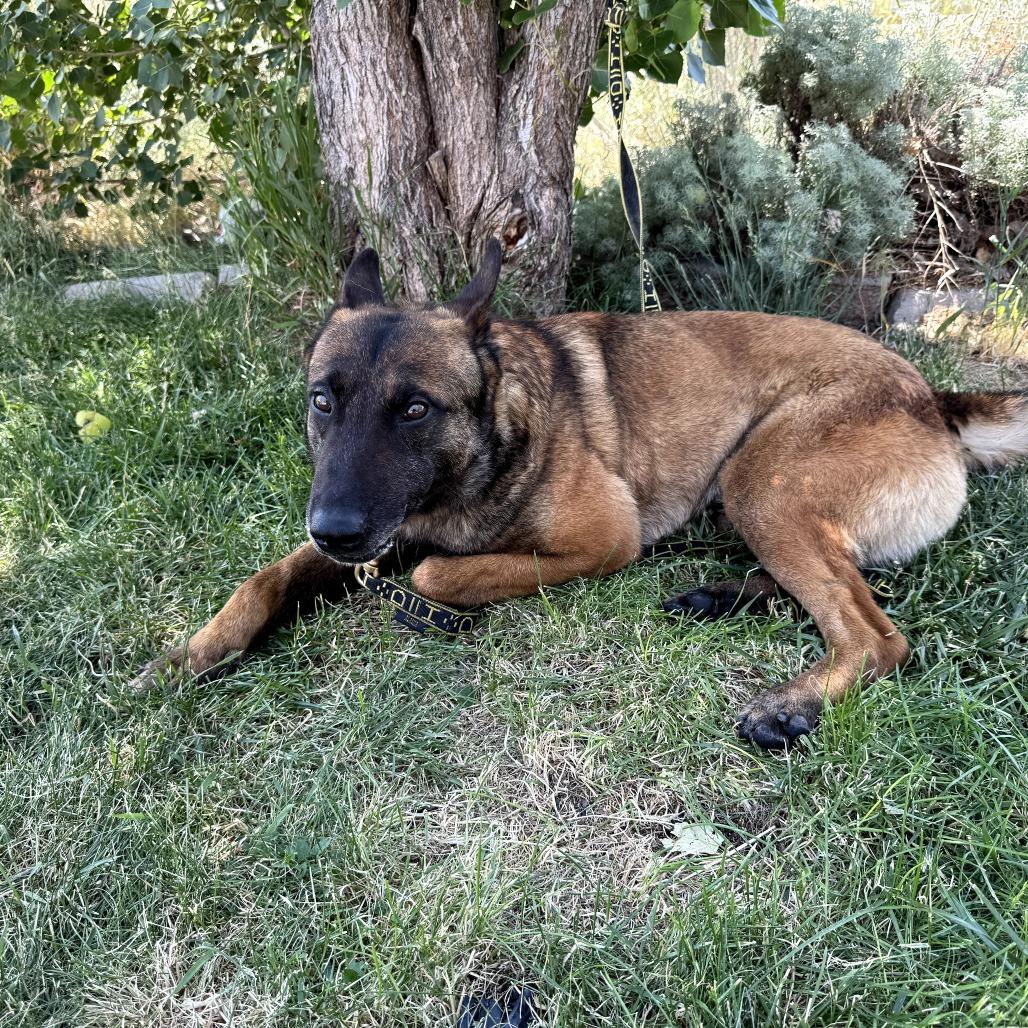 Enlarge Rico, a Adoptable Belgian Shepherd / Malinois in Spanish Fork, UT image 3/6