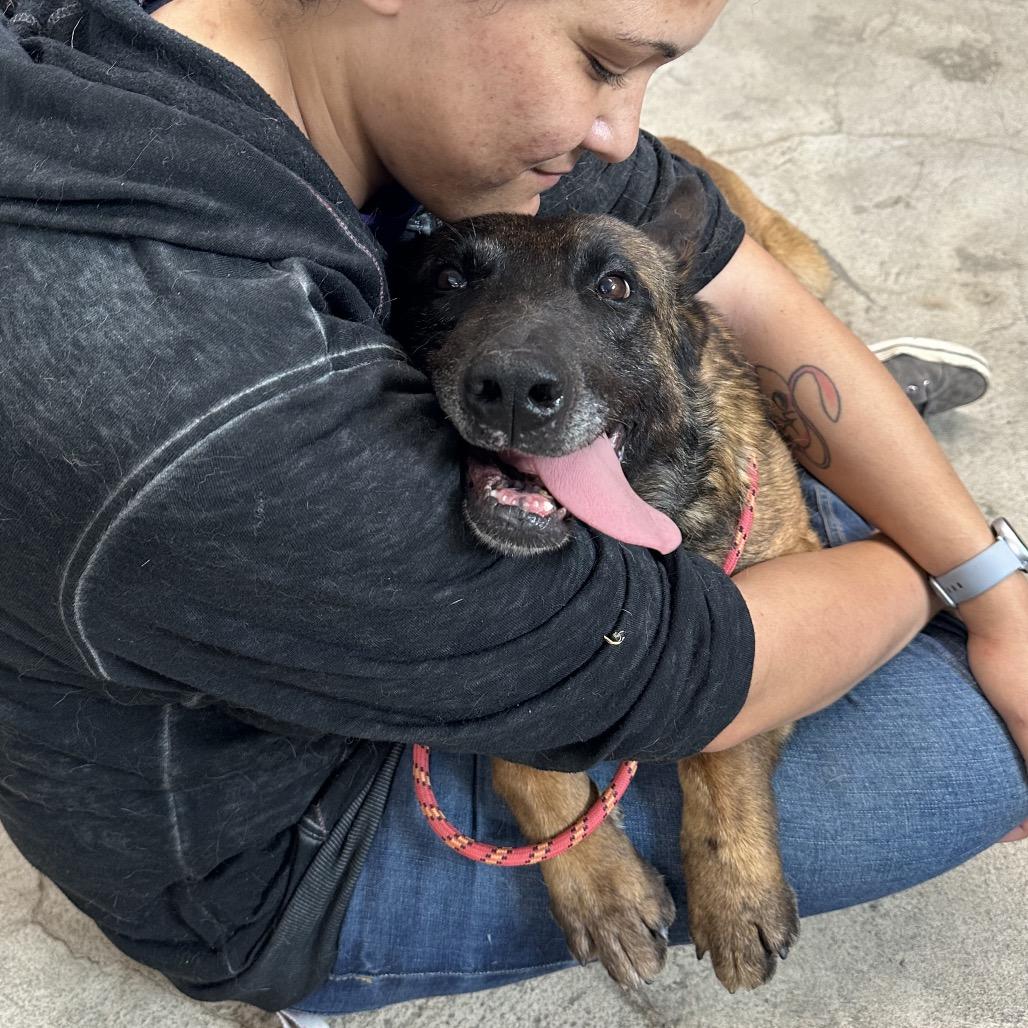 Enlarge Rico, a Adoptable Belgian Shepherd / Malinois in Spanish Fork, UT image 4/6