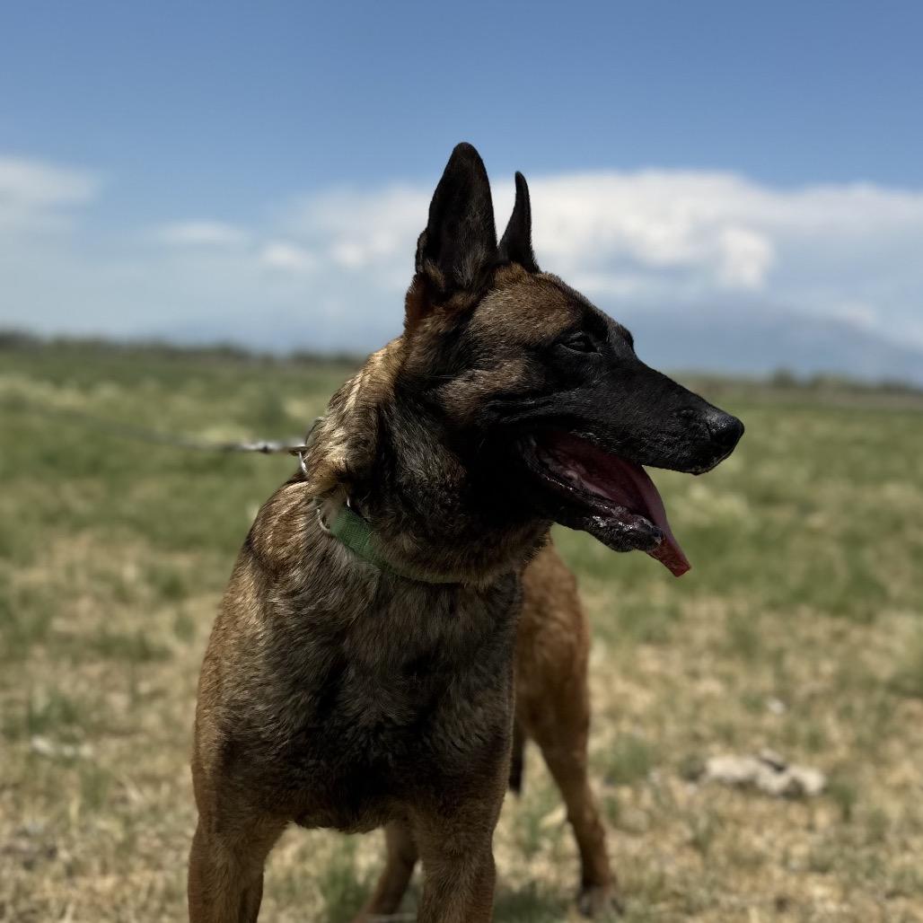 Enlarge Rico, a Adoptable Belgian Shepherd / Malinois in Spanish Fork, UT image 5/6