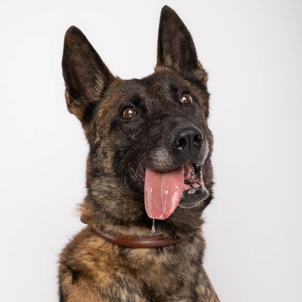 Enlarge Rico, a Adoptable Belgian Shepherd / Malinois in Spanish Fork, UT image 5/6