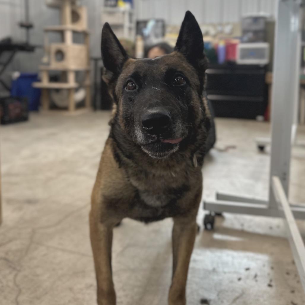 Enlarge Rico, a Adoptable Belgian Shepherd / Malinois in Spanish Fork, UT image 6/6