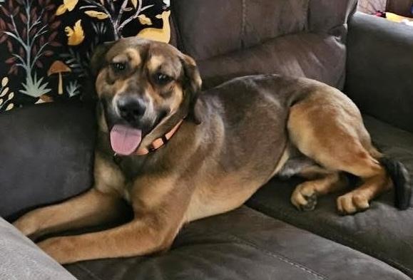 River, Adoptable, Puppy Male Labrador Retriever & Hound.