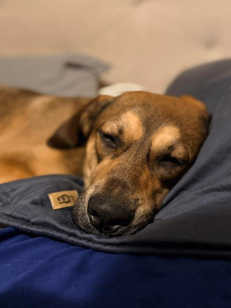 Enlarge River, a Adoptable mixed breed in Syracuse, NY image 2/6