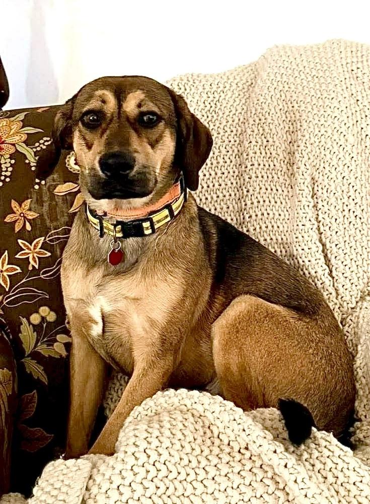 Enlarge River, a Adoptable mixed breed in Syracuse, NY image 3/6