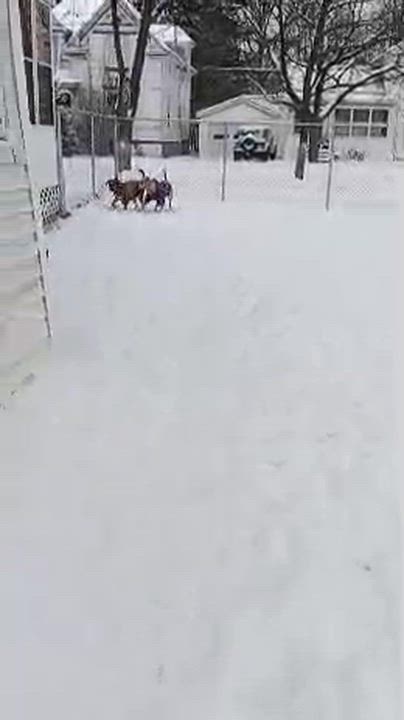 Enlarge River, a Adoptable mixed breed in Syracuse, NY video 5/6