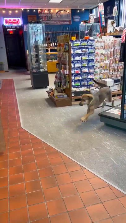 Enlarge River, a Adoptable mixed breed in Syracuse, NY video 6/6