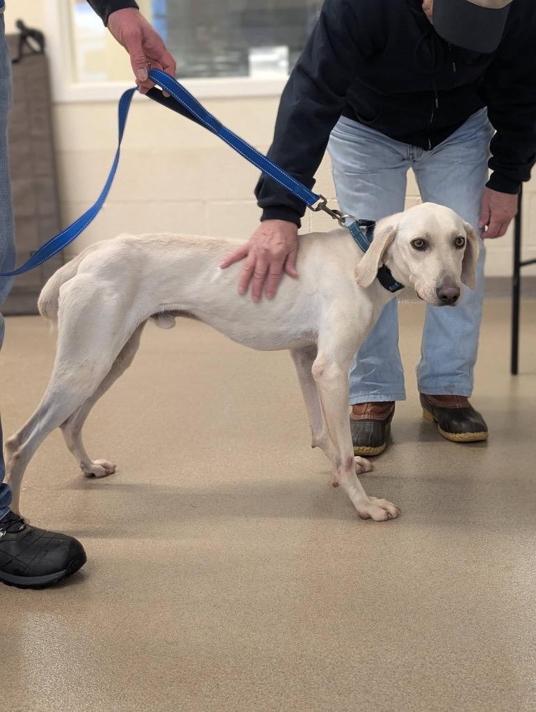 Enlarge Clark, a Adoptable mixed breed in North Syracuse, NY image 1/5