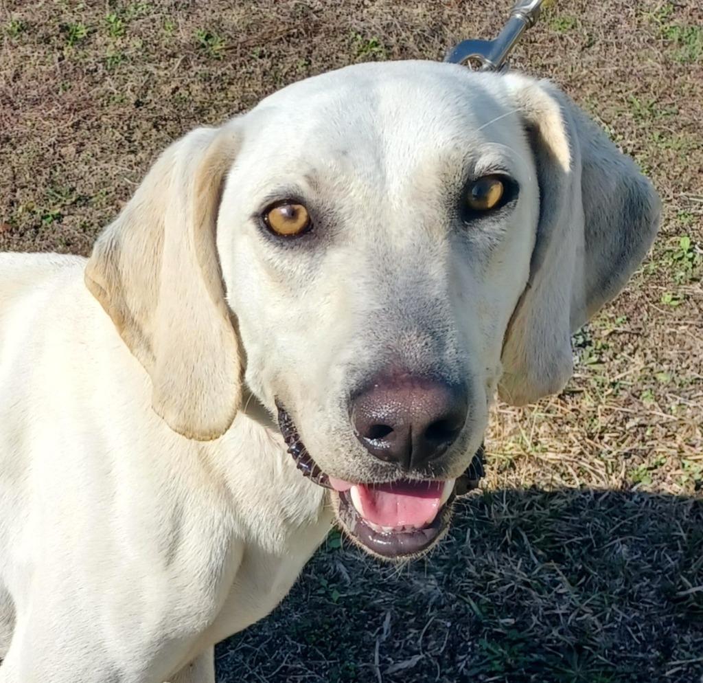 Clark, Adoptable, Young Male Labrador Retriever & Hound.